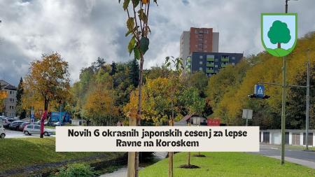Posadili smo japonske češnje